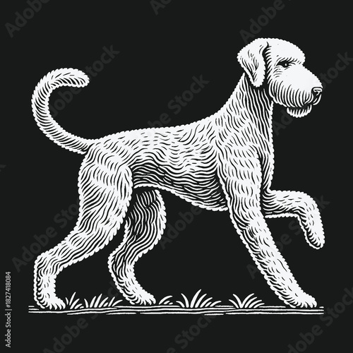 Vintage engraving style illustration of a walking Airedale Terrier dog on a black background.