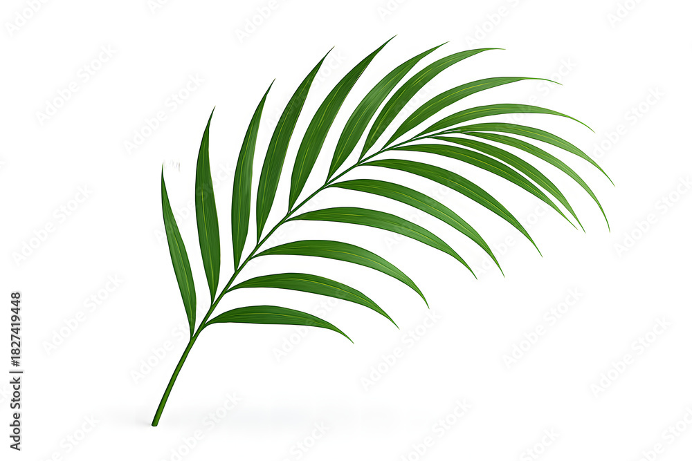 Fototapeta premium Single green palm frond isolated on white background