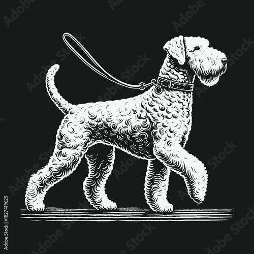 Classic engraving style illustration of a proud terrier dog walking on a leash.