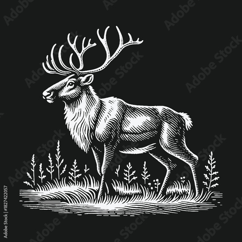 Vintage woodcut illustration of a majestic reindeer standing proud.