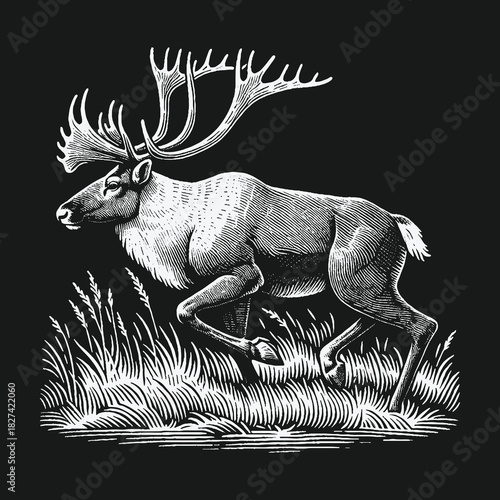 Majestic caribou reindeer walking through grass in a vintage woodcut style.