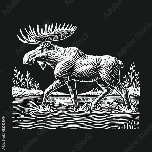 Majestic bull moose walking through water in vintage engraving style.