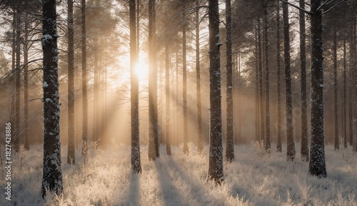 Frosty winter forest at sunrise - ultra realistic