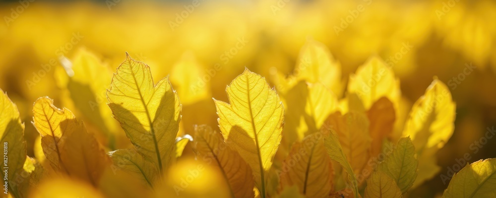 Obraz premium Close up bright yellow autumn leaves bathed in warm sunlight. Soft focus background highlights textured foliage and sunlit veins. Natural pattern of plant life.