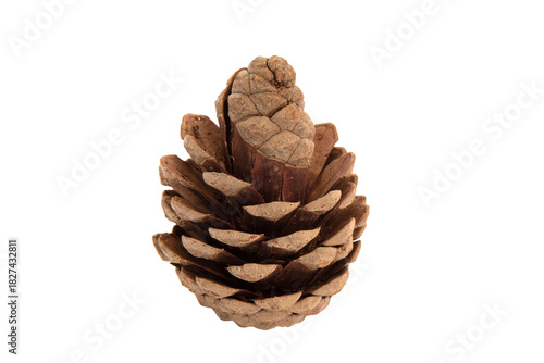 Detailed photo of a brown conifer cone isolated on a white background. It shows the natural texture, shape and structure of the cone in high resolution, ideal for use in educational, botanical, ecolog