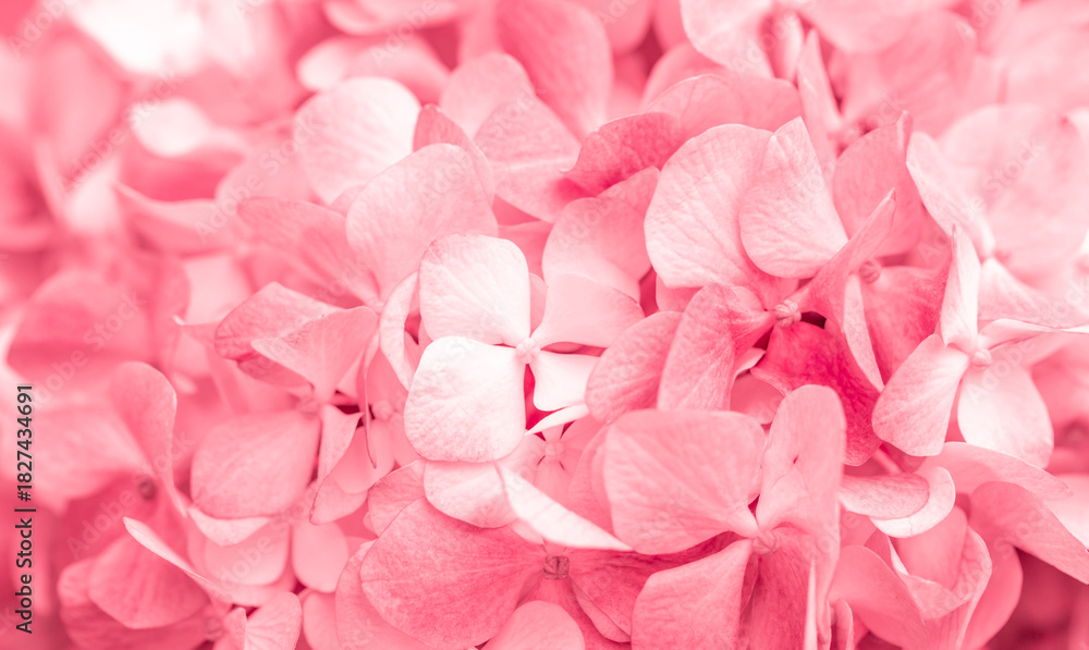 Obraz premium Pink flowers close up. Bouquet of red flowers. City flower beds, a beautiful and well-groomed garden with flowering bushes.