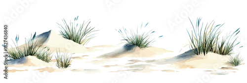 Hand drawn watercolor coastal sand dunes with green sea grass isolated on white background minimalist flat style vector illustration natural beach landscape elements for design decor