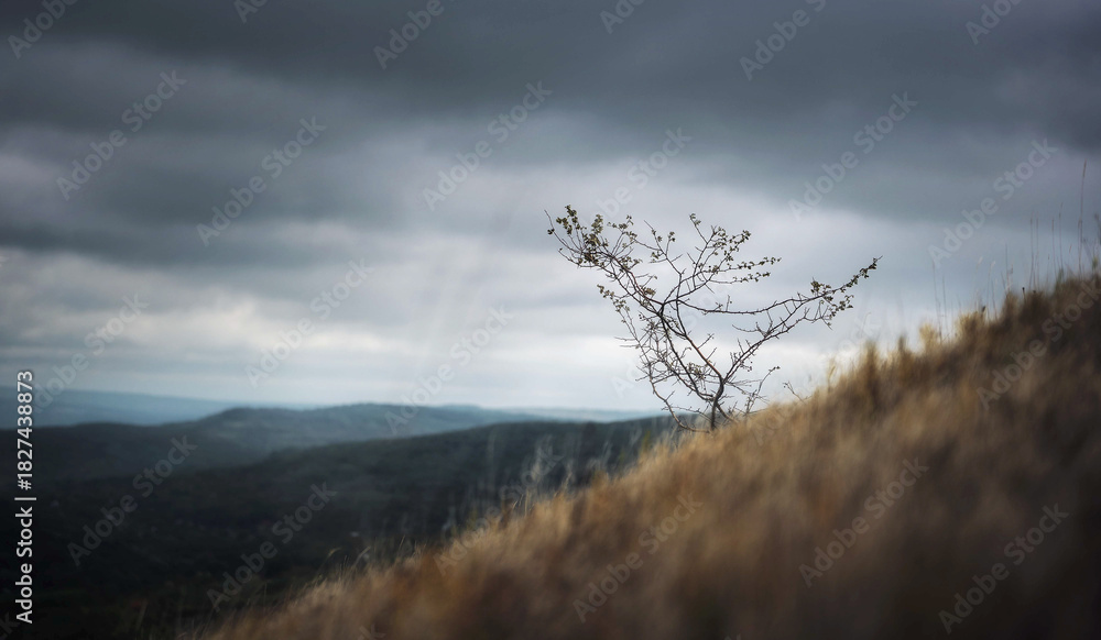 Fototapeta premium Solitary tree on a hillside under stormy sky creates a dramatic and moody landscape scene