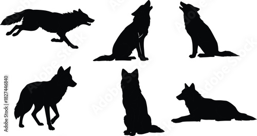 Black wolf silhouette set on white background, howling running and sitting poses, wild forest animal vector illustration for wildlife design