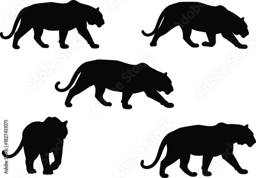 Big cat silhouette, walking posture, prowling motion, animal movement, wildlife illustration, black figure, white background, nature concept, feline anatomy, graceful stance