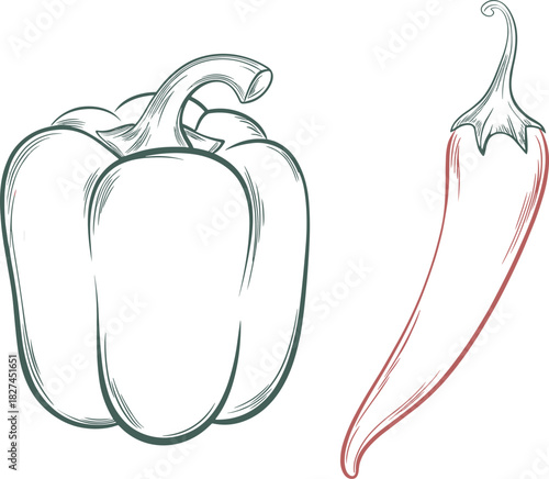 Bell pepper chili pepper, vegetable illustration, food vector, red and green peppers, cooking design, nutrition graphic, organic produce, spicy ingredient, kitchen art, botanical drawing