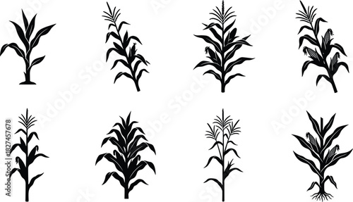 Corn plant silhouette vector set showing various growth stages and leaf styles for agriculture, farming, botanical and design illustration use