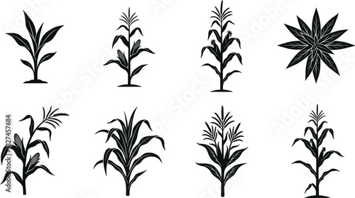 Corn plant silhouette vector set with leaf variations and growth stages for agriculture, farming, botanical, harvest and design use