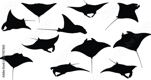 Manta ray silhouettes, swimming poses, marine life, ocean animals, aquatic species, black shapes, underwater, vector, illustration, graphic, fins, tail, nature, wildlife, sea creatures, motion