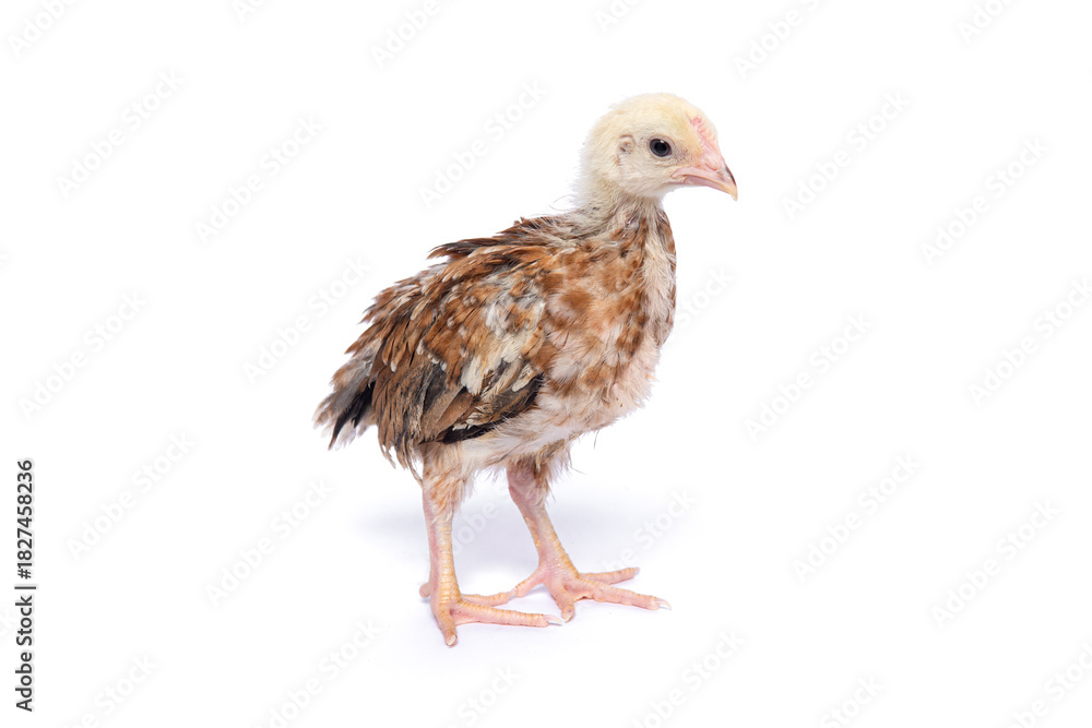 Obraz premium A young native chicken (KUB) stands alone against a white background