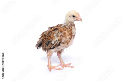 A young native chicken (KUB) stands alone against a white background