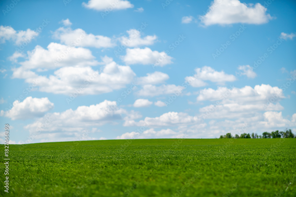 Fototapeta premium Green field blue sky clouds over rolling vibrant landscape suitable for copy space