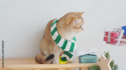 winter holiday and cat concept with british cat wear silk scarf and play with pine and christmas tree decorate and gift box background