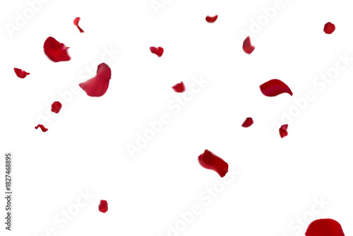 Obraz na plátně Graceful fall of red rose petals: distinct crimson fragments float and tumble ac