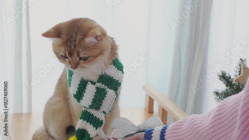 winter holiday and cat concept with british cat wear silk scarf and play with pine and christmas tree decorate and gift box background