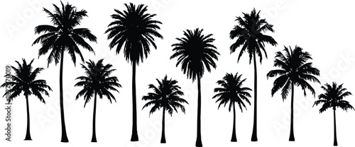 Diverse Silhouettes of Palm Trees Against a White Background tropical nature