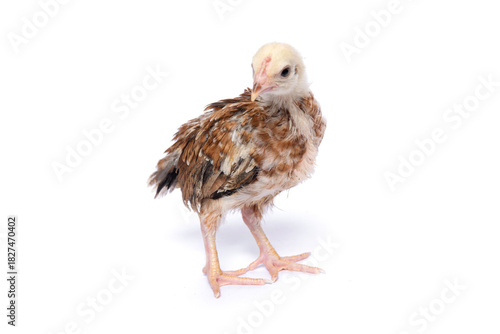 A young native chicken (KUB) stands alone against a white background