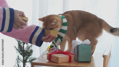 winter holiday and cat concept with british cat wear silk scarf and play with pine and christmas tree decorate and gift box background