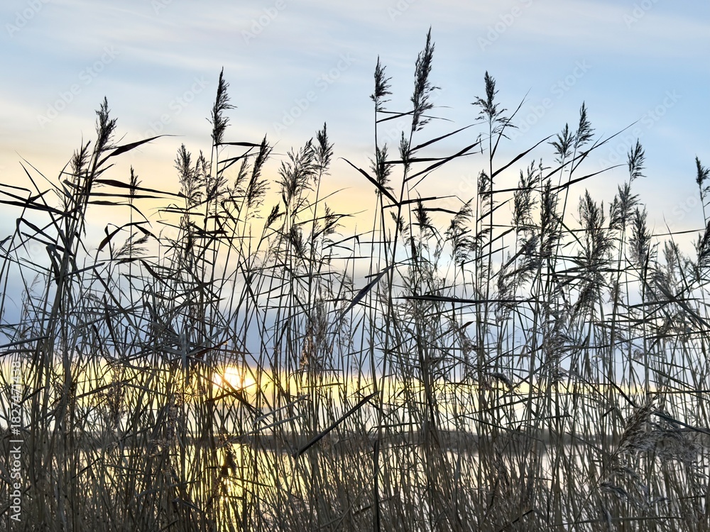 Obraz premium Tall reeds by the water silhouetted against a soft sunset sky, with warm light reflecting on the lake.