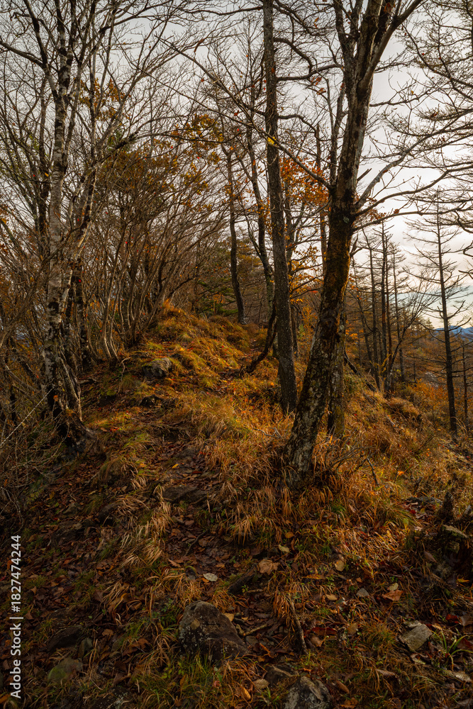 Obraz premium 美しい紅葉の森を歩く