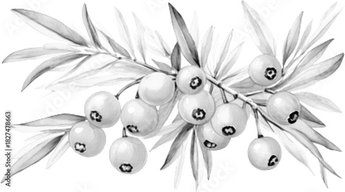 Halftone berries, sea buckthorn, vector style, in retro comic book style with bold dotted texture. High contrast black and white image, isolated on white background.