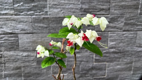 A Bleeding Heart Vine, also known as the glory bower plant or bag flower, an evergreen climber plant with striking white calyxes and brilliant red corollas. 
