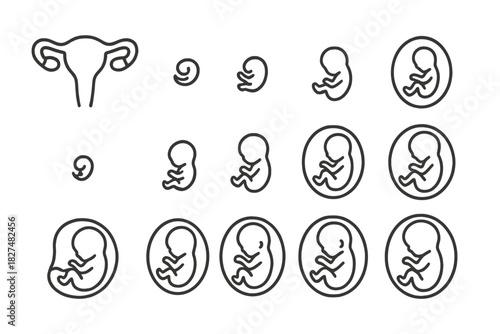 Stages of human embryo and fetus growth inside the womb with uterus outline icons