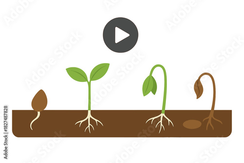 Seed germination and plant life cycle progression from growth to eventual decay