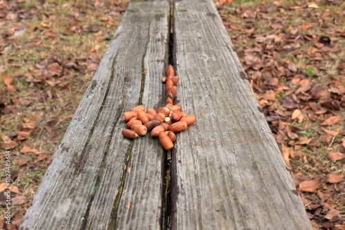 木のベンチに並べられたドングリ