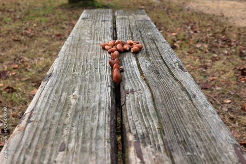 木のベンチに並べられたドングリ