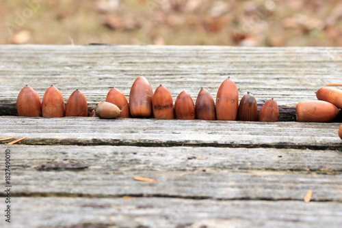 木のベンチに並べられたドングリ