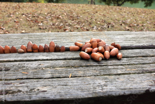 木のベンチに並べられたドングリ