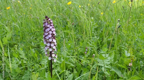 Orchis purpurea Purpur-Knabenkraut Detail Blüte