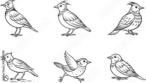Different poses of crested birds blank line art vector