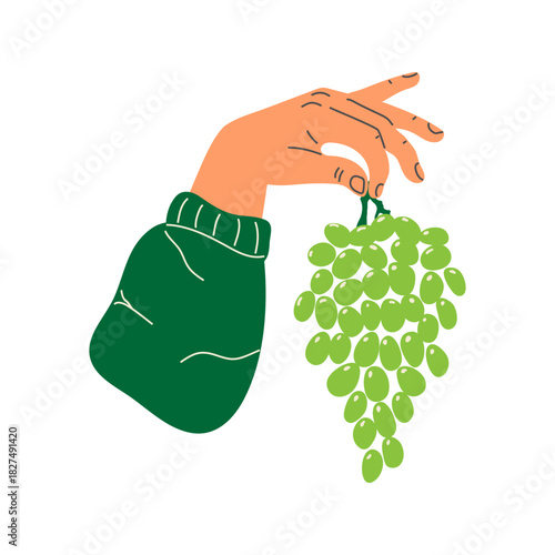 Minimalistic flat vector illustration of a human hand in a green sweater holding a bunch of fresh green grapes. Isolated on a white background.