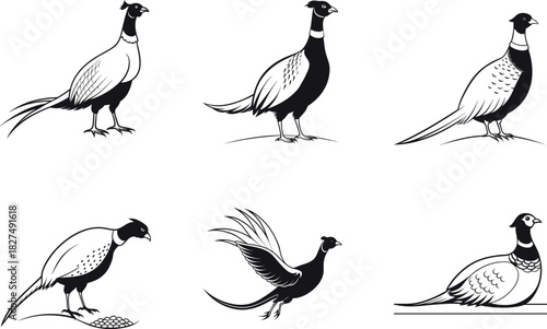 Different poses of pheasants blank silhouette art set vector