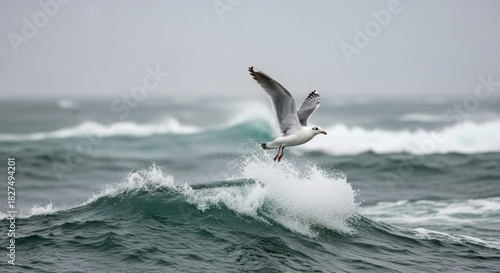Fototapeta Naklejka Na Ścianę i Meble -  White and grey seagull flying low with wings spread wide, gliding over a turbulent green sea wave with splashing water on an overcast day