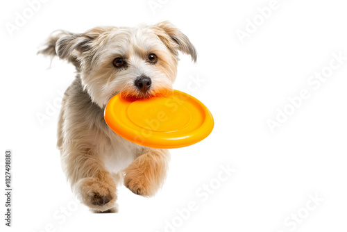 Active Pet Catching Frisbee Toy isolated on transparent background