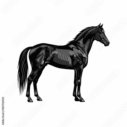 Elegant black stallion standing gracefully on a white background.