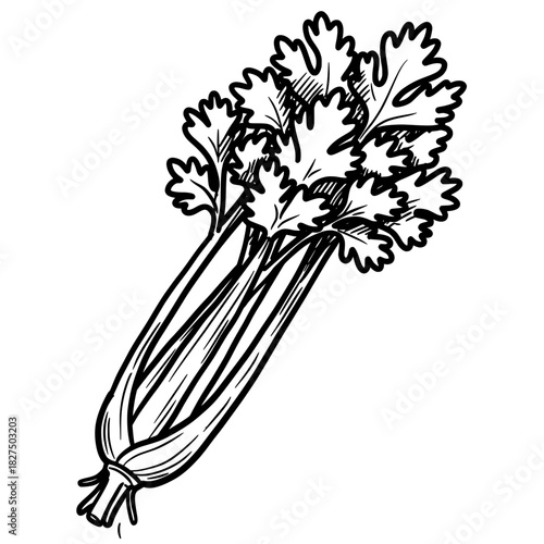Fresh celery illustration with detailed leaves and stalks  