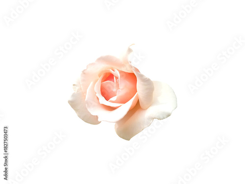A soft pink rose in full bloom, fading to white at the edges, stands alone on a white background. Elegant, minimal, and romantic.
