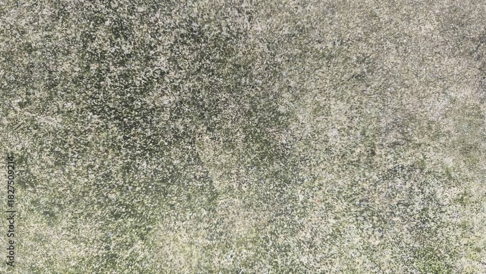 Fototapeta premium Close-up of an old concrete surface covered in green moss and mold stains. Ideal as a grunge background or illustration of moisture problems and fungi.