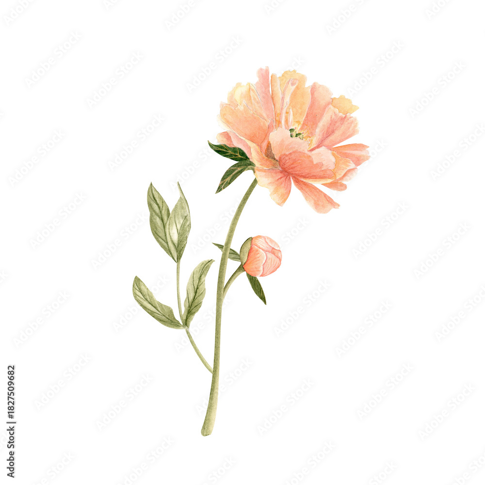 Obraz premium Delicate peony bud with stem in soft peach tones watercolor illustration isolated on white. Hand-painted with high detail, perfect for wedding invitations, branding, packaging, fabric design cards.