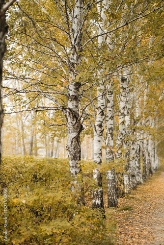 Autumn park. Walk in the autumn forest. Golden autumn. Beautiful view.