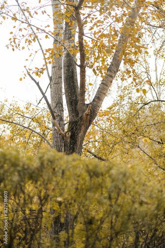 Autumn park. Walk in the autumn forest. Golden autumn. Beautiful view.